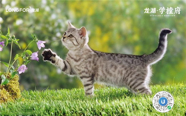 “網(wǎng)紅”學(xué)樘府，不止是即墨首座森林秘境住區(qū)