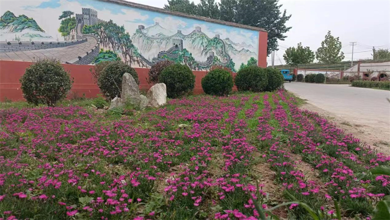 萊西南墅鎮(zhèn)以美麗鄉(xiāng)村建設(shè)為契機，推動城市更新走深走實