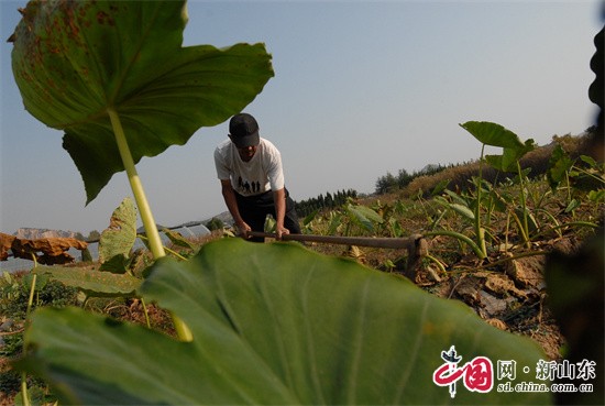 青島即墨：小芋頭大豐收，農(nóng)民喜上眉梢